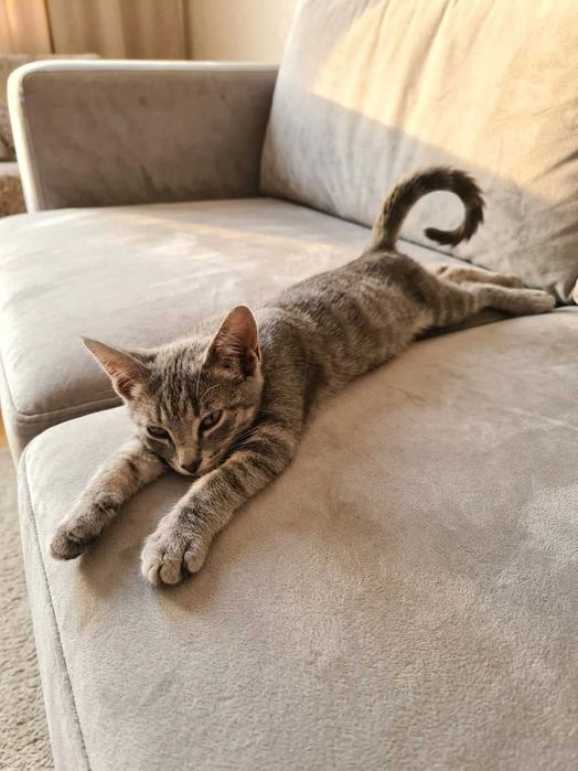 Котята бесплатно