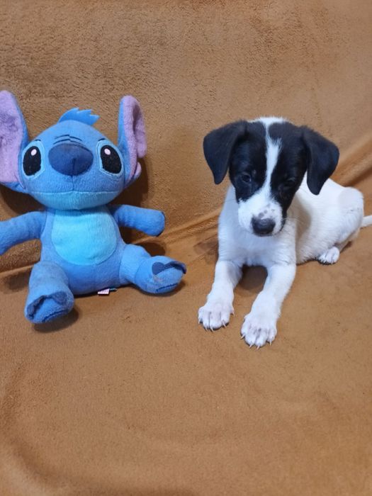 Женско кученце търси дом