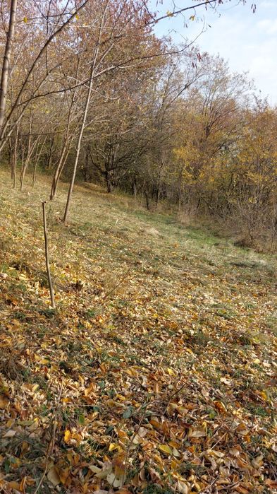 Teren 1600 mp intravilan Podu Cheii   lângă Baraj Paltinu  și Valea Doftanei,viitoare ruta alternativa  Valea Doftanei Brasov,ideal pentru A-frame