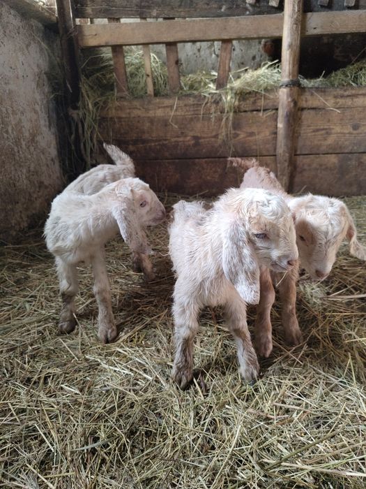 Vând Capre și iezi