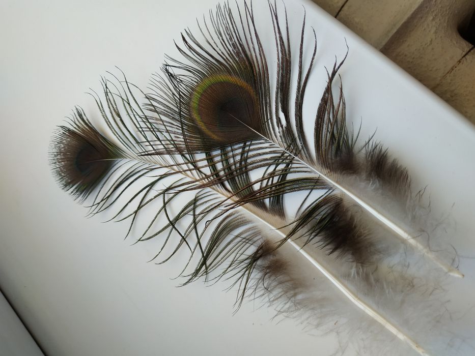 Перья павлина красивые