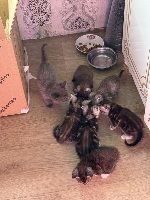 Продам Шотландских котят, породистые.