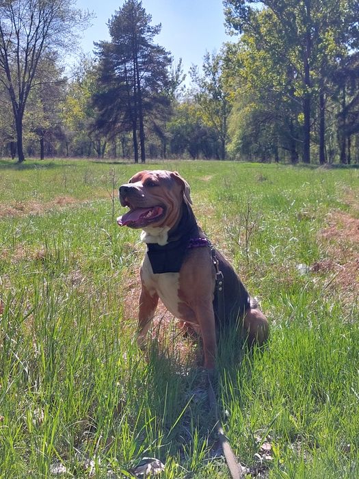 Стаффордширский терьер, мальчик