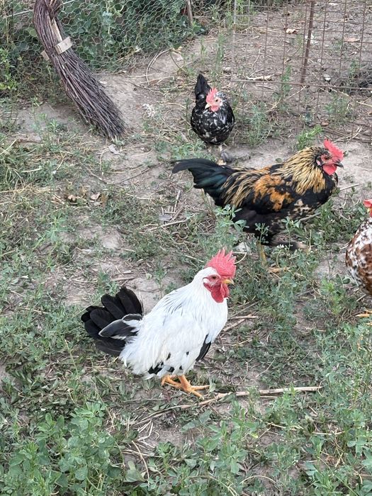 Cocosi si gaini mari si pitici autralorp rasa curata