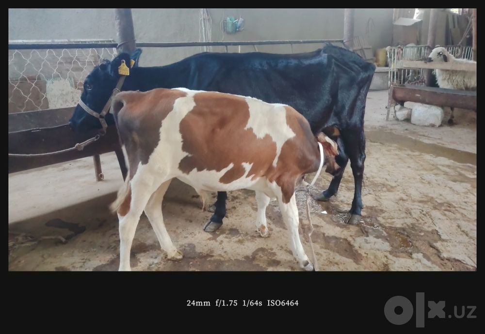 Ona bola sigirlar