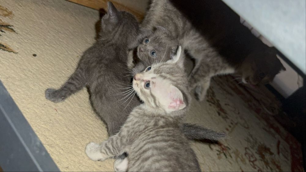 Отдам котят в добрые руки