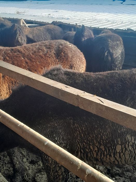 1.5 жасар сатылады