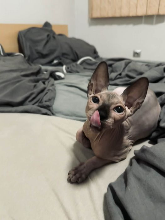 Канадски Сфинкс на 9 месеца много добър и възпитан