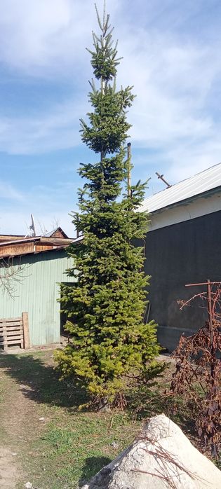 Голубые, зеленые ёлки, пихта