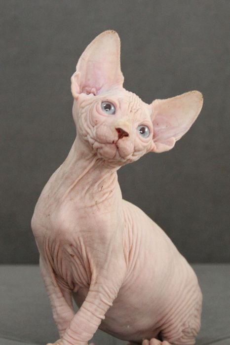 Канадские сфинксы