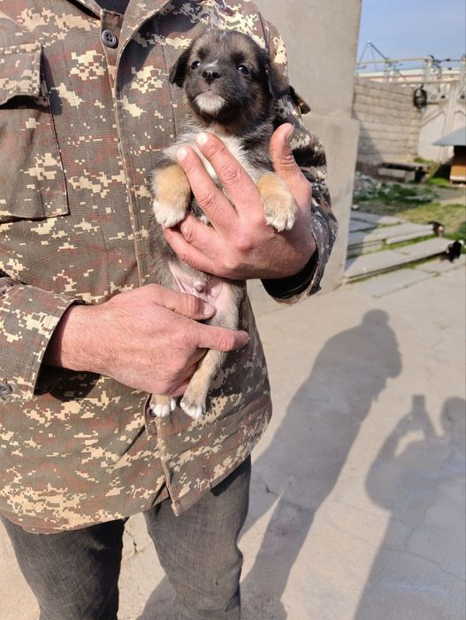 Щеночки отдам в хорошие руки