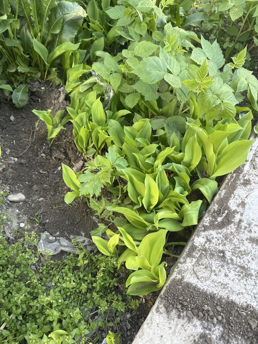 Хризонтемы,Калакольчики штучно