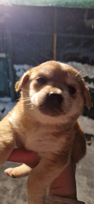 Отдам щенков, девочки