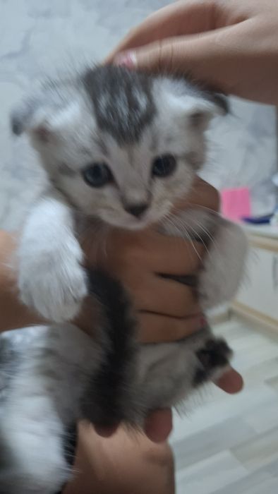 Продается котята шиншиллы