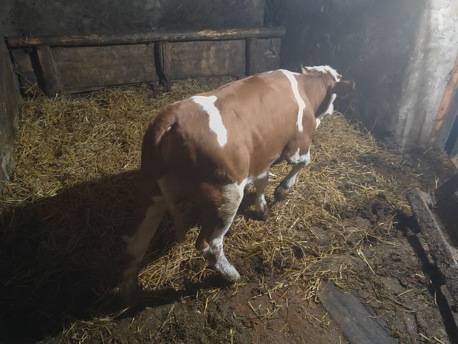 Vând viței de carne