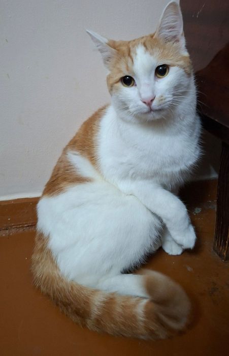 Пристраивается котик кастрированный