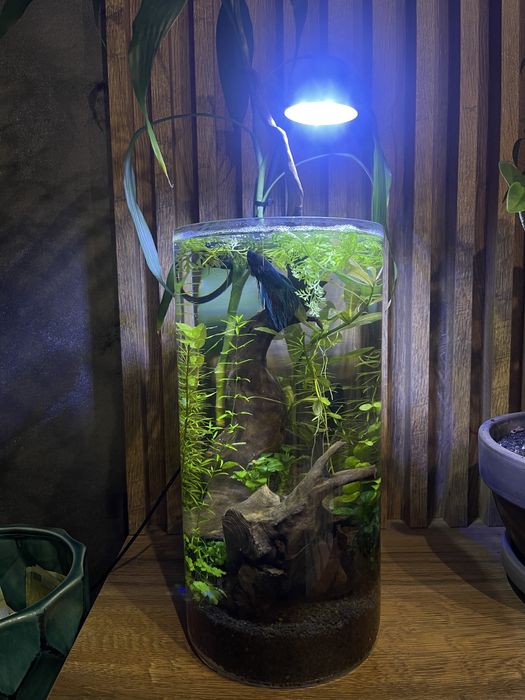 Acvariu/Vaza cu pesti Betta