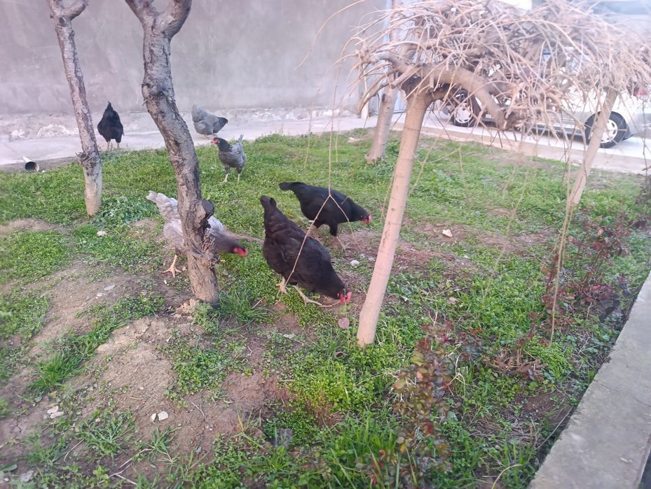 Tovuq lar sotiladi soglom