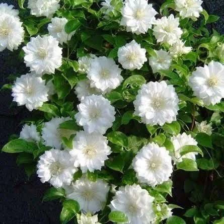 Клематисы в наличии