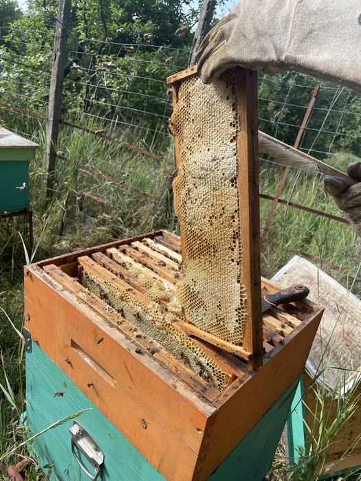 Vând miere naturală 2025