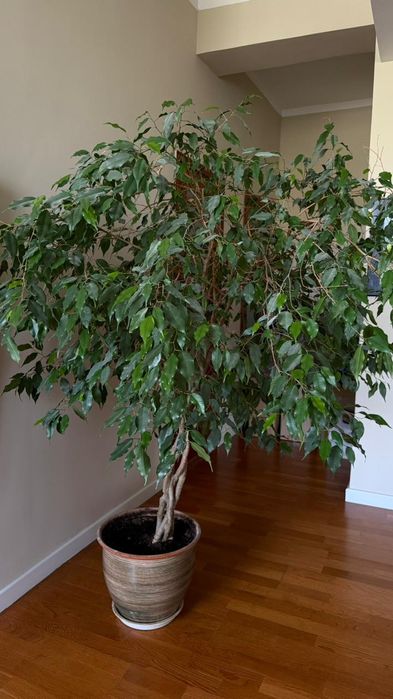 Фикус Бенджамин.