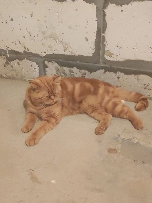 Mushuk o'gil  toza zotli