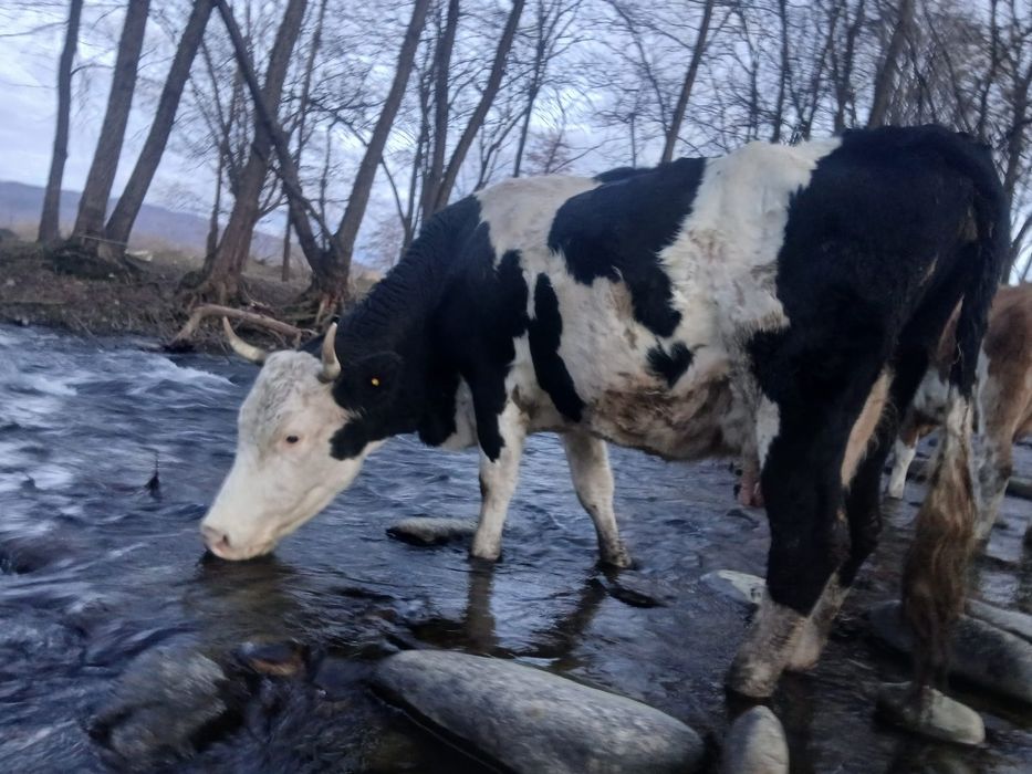 Vând vaci cu viței