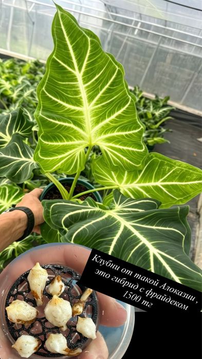 Домашние растения