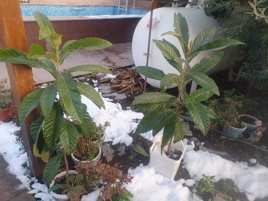 Японска мушмула - фиданки