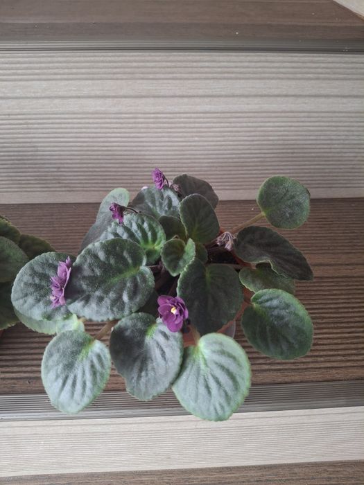 Violete de Parma