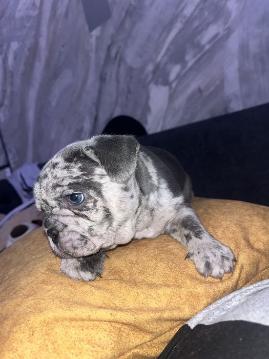 Bulldog francez