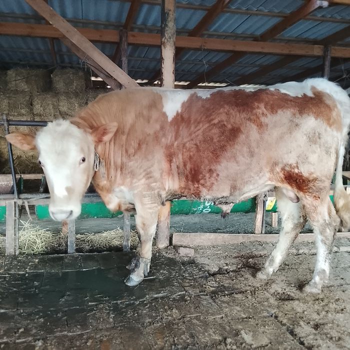 Бұка жағдайлары жаксы