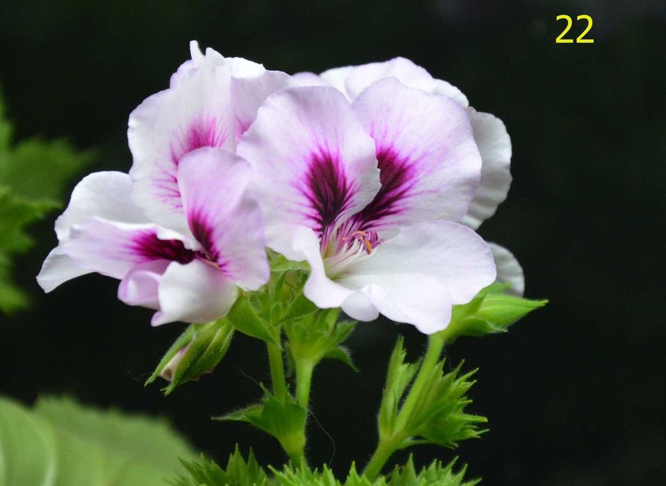 продаю  королевскую герань