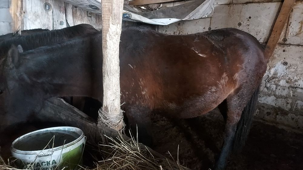 Астана қаласы илинка жылқылар сатылады