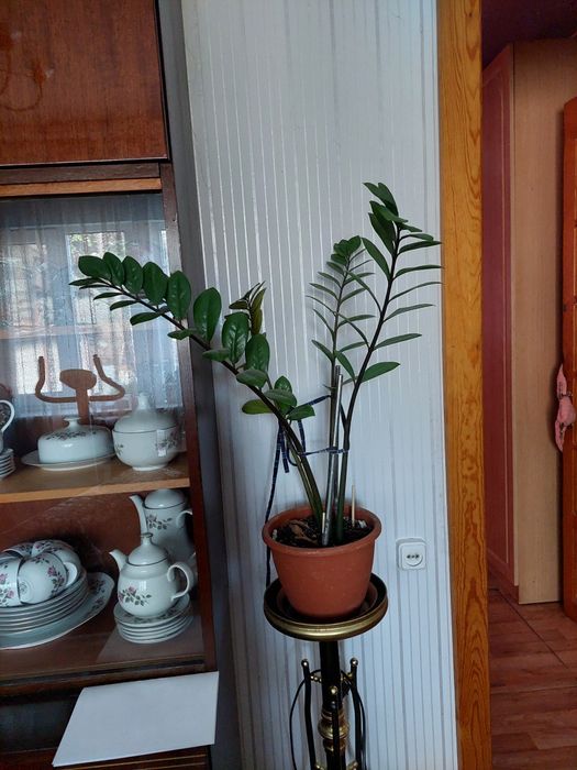 Комнатные цветы. Караганда. Самовывоз.