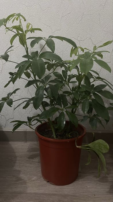 Комнатные Цветы Шефлера, Лирата,