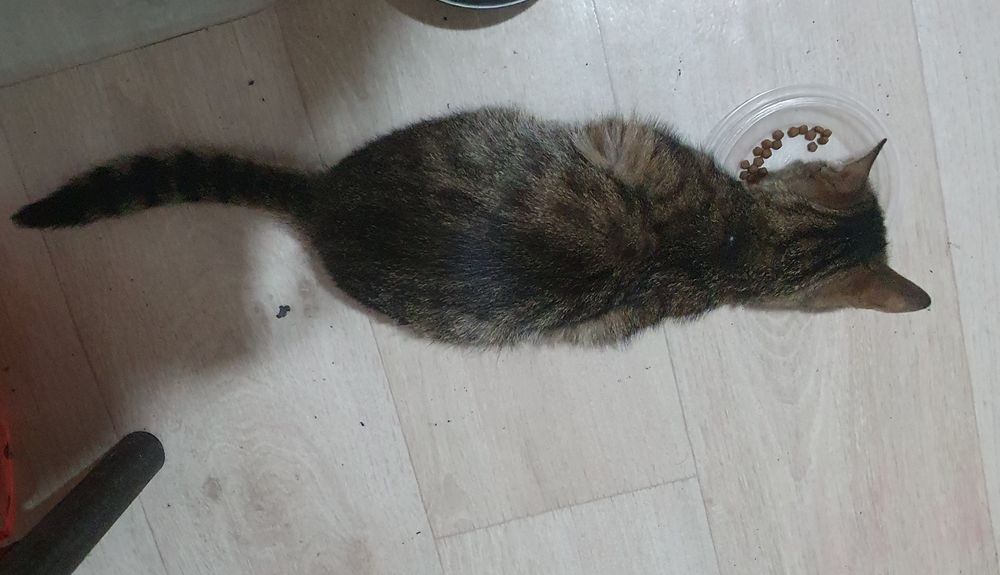 Котенок маленький