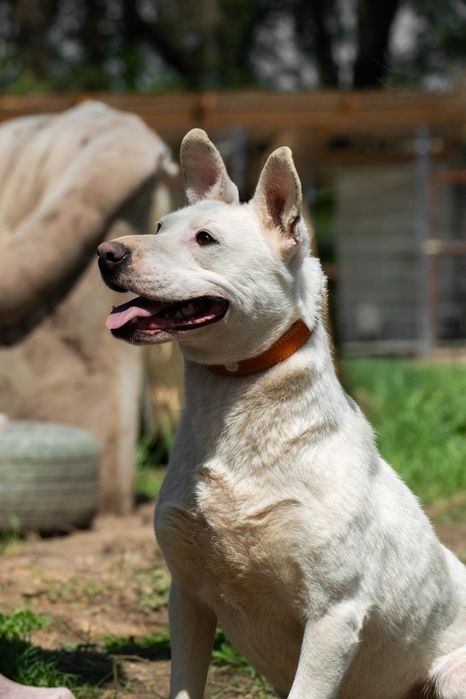 Солнечные лучики ждут любящих хозяев