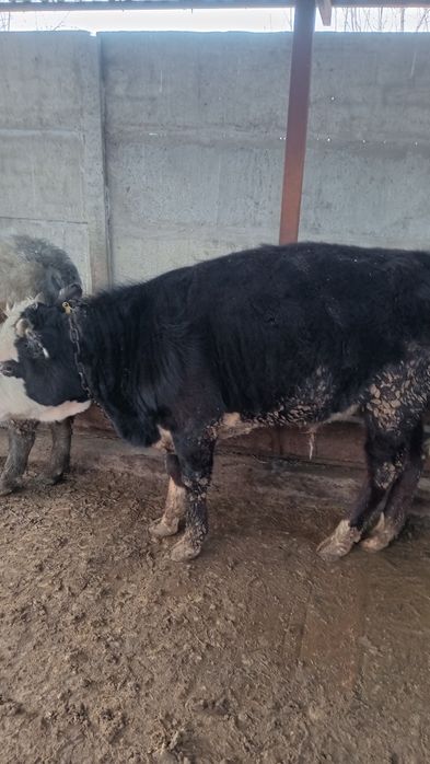 Продам быков телятина