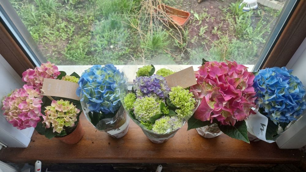 Продам цветы комнатные/садовые