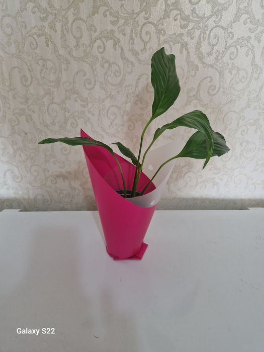 Бумаги  цветные,плёнка.