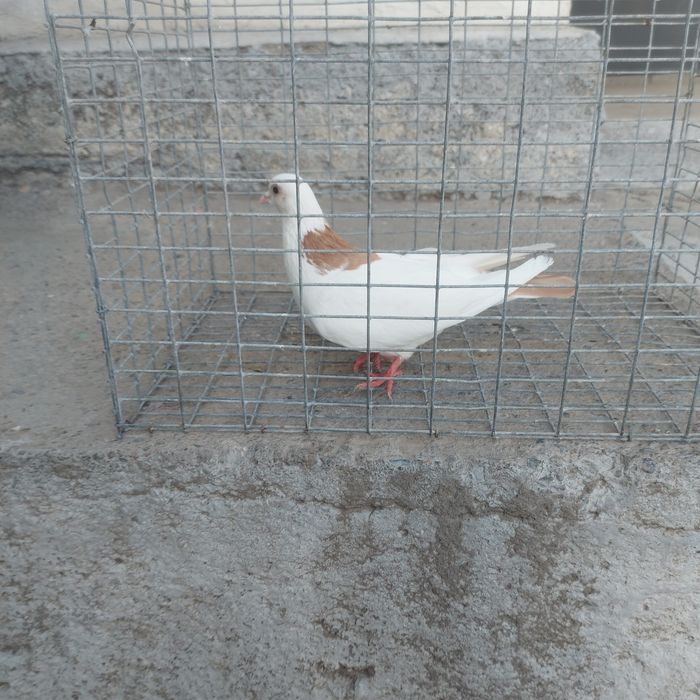 Желташейки самка лет боям