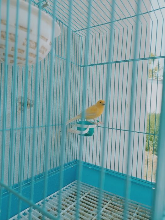 Kanareka nar limon