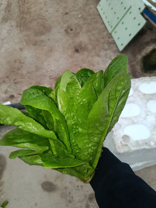 Роман босстн айсберг лалит гидропоники узимзда етиштирилган етказиб