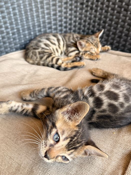 Чистокровные бенгальские котята, 2 месяца!