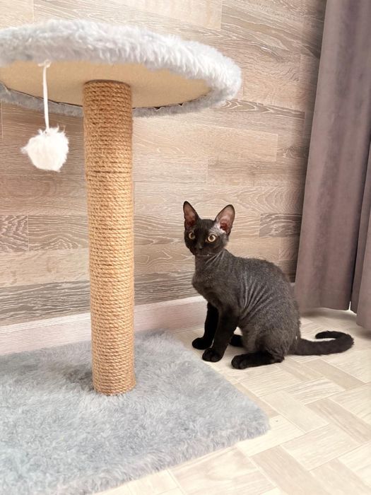 Котенок Сфинкс (браш)