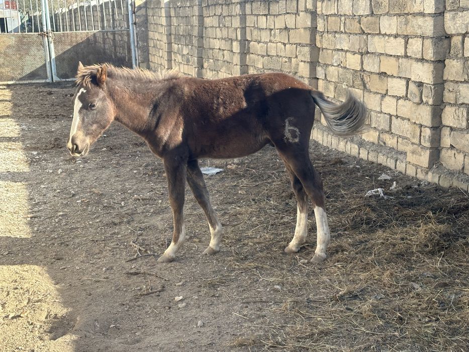 Кәрі әйелмен жыныстық қатынас