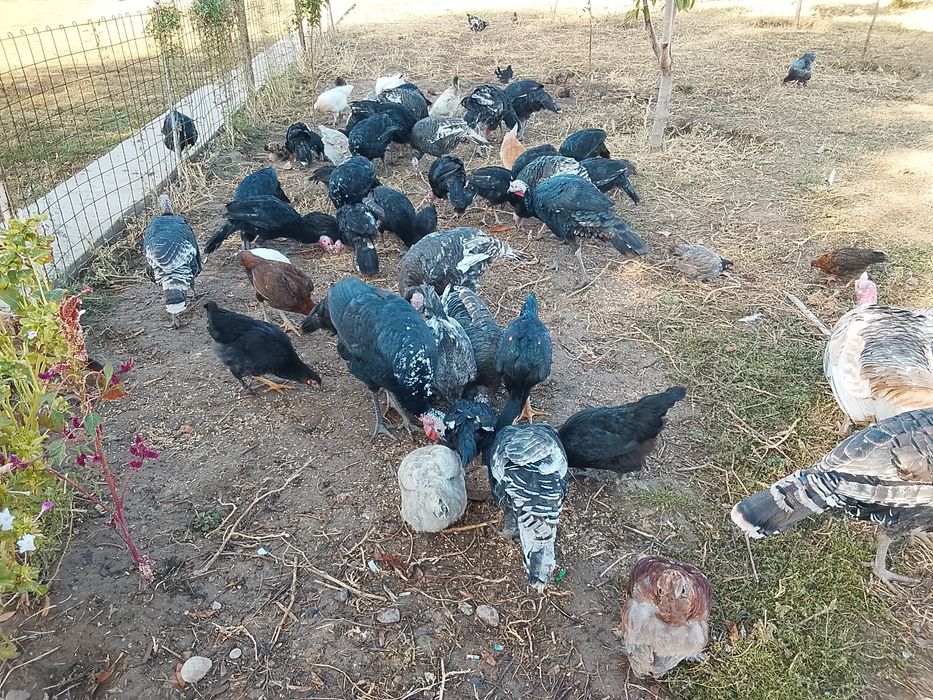 Продам продам продам