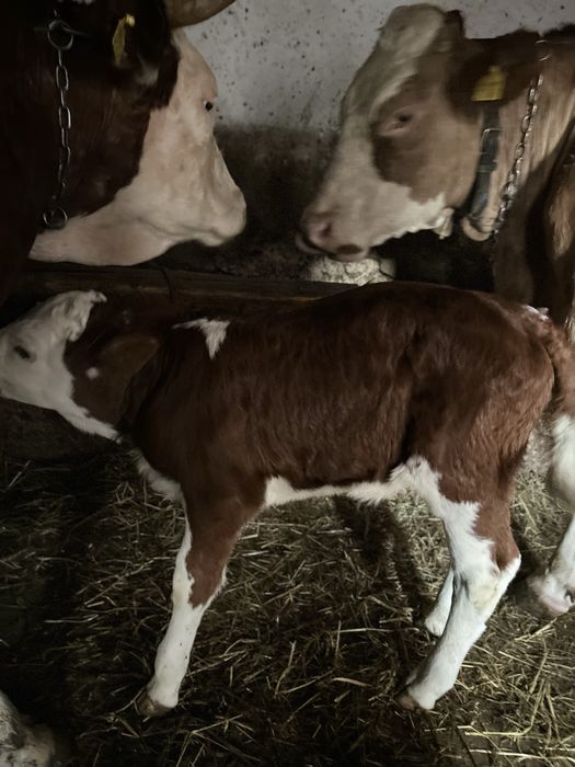 Vaca cu vitel baltata romaneasca