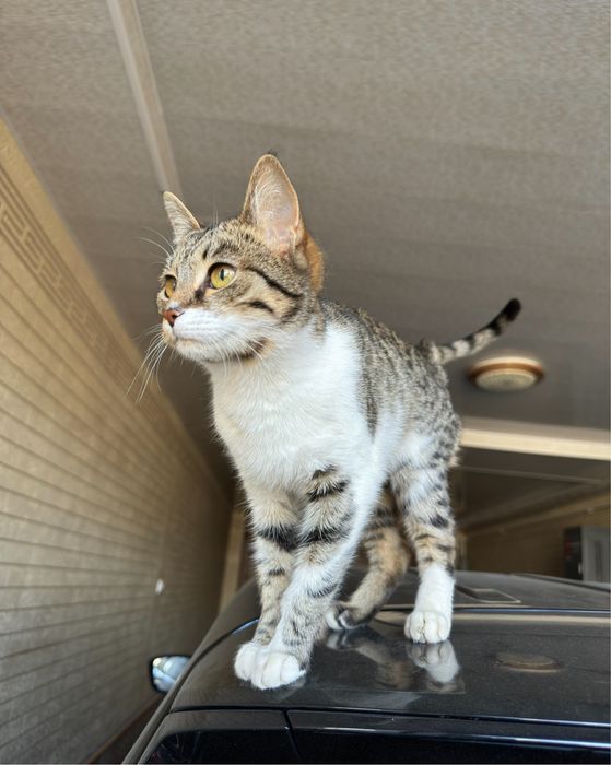 Домашная кошка девочка 6 мес